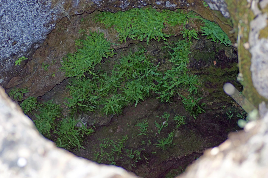 Asplenium trichomanes
